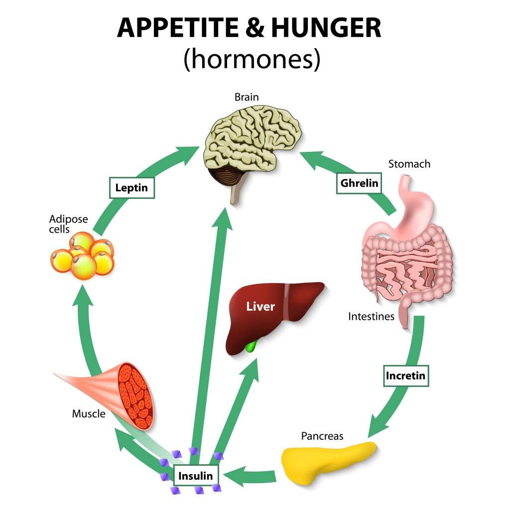 hunger hormones that regulates appetite